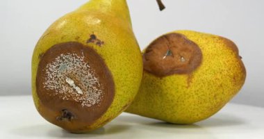 Küfle kaplı armutlar. Olgunlaşmış ve çürük armutlar. Gri arka planda iki çürük armut döner