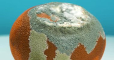 Mavi arka planda küfle kaplanmış çürük mandalina, yakın çekim video. Olgunlaşmış ve çürümüş mandalina. Çürüyen narenciye meyvesi. Meyveyi bozma süreci. Küf ve mantarla kaplı.