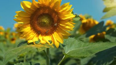 Ayçiçeği tarlasında güzel bir ayçiçeği. Arılar ayçiçeğinin üzerinde oturur, polen ve nektar toplarlar.