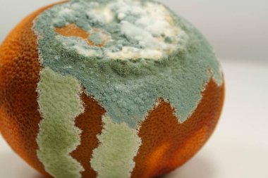 Küfle kaplanmış çürük mandalina. Küf ve mantarla kaplı. Olgunlaşmamış ve çürük mandalina. Meyveyi bozma süreci. Çürüyen turunçgil meyvesi, yakın plan gri arka plan.