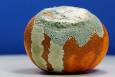 Küfle kaplanmış çürük mandalina. Olgunlaşmamış ve çürük mandalina. Küf ve mantarla kaplı. Meyveyi bozma süreci. Çürüyen turunçgil meyvesi, mavi arka planda yakın plan fotoğrafı.