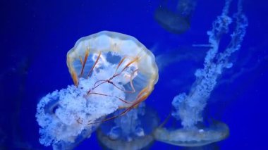 Medusas su altında yüzer. Güzel denizanaları koyu mavi sularda yüzer.