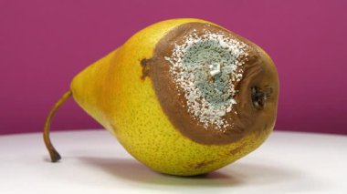 Olgun ve çürük armut, küf ve mantarla kaplı. Bozulan meyvelerin süreci. Çürüyen meyveler. Pembe arka planda küfle kaplı büyük çürük armut.