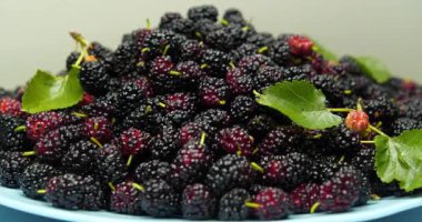 Dut böğürtlenleri mavi tabakta yatar ve döner. Meyveleri birçok yararlı özelliği olan dut ağacı. Morus, Moraceae ailesinde çiçek açan bitkiler cinsi.