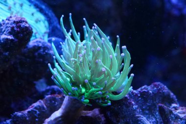 Büyük bir akvaryumdaki su altı yeşil bitkisi.