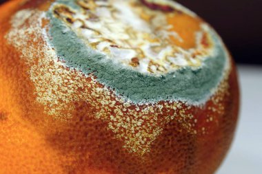 Olgunlaşmamış ve çürük mandalina. Meyveyi bozma süreci. Küfle kaplanmış çürük mandalina. Küf ve mantarla kaplı. Çürüyen turunçgil meyvesi, yakın plan koyu arka plan.