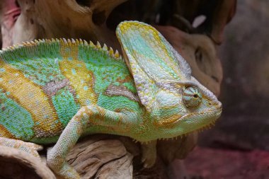 Teraryumdaki çok güzel renkli bukalemun. Vücut renklerini değiştirebilmeleriyle tanınırlar. Bukalemunlar, Chamaeleonidae ailesi, ağaç yaşamına adapte olmuş kertenkele ailesi.