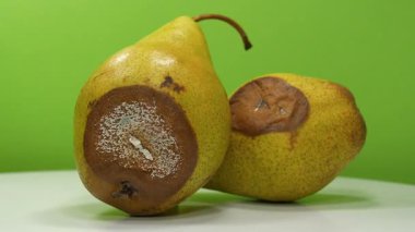 Küfle kaplı armutlar. Olgunlaşmış ve çürük armutlar. Çürük armutlar yeşil arkaplanda dönüyor, yakın çekim çekim stüdyo videosu