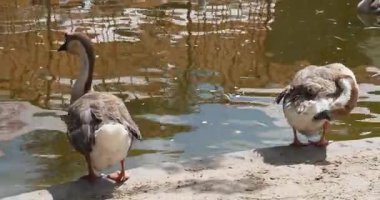 Su kuşu. Küçük göletin kıyısında iki kaz duruyor.