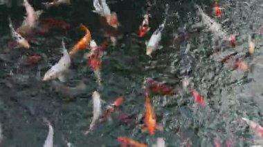 Koi, süslü sazanlar gölde yüzer.