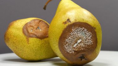 Olgunlaşmış ve çürük armutlar. Küfle kaplı armutlar. Gri arka planda iki çürük armut döner