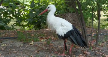 Hayvanat bahçesindeki beyaz leylek. Leylekler - büyük, uzun bacaklı, uzun boyunlu, uzun gagalı kuşlar. Onlar Ciconiiidae familyasına ait ve Ciconiformes takımına ait.