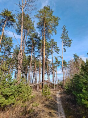 Güzel ormandaki kozalaklı ağaçlar. Güzel bahar ormanında yol