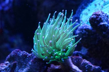 Akvaryumdaki yeşil su altı tesisi