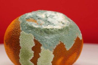 Olgunlaşmamış ve çürük mandalina. Küfle kaplanmış çürük mandalina. Küf ve mantarla kaplı. Meyveyi bozma süreci. Çürüyen turunçgil meyvesi, yakın plan fotoğraf, kırmızı arka plan.