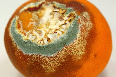 Olgunlaşmamış ve çürük mandalina. Meyveyi bozma süreci. Küfle kaplanmış portakal çürüğü mandalina. Küf ve mantarla kaplı. Çürüyen turunçgil meyvesi, yakın plan fotoğraf.