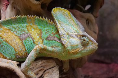 Güzel bukalemun geriye bakar. Bukalemunlar, Chamaeleonidae ailesi, bir ağaç yaşam tarzına adapte olmuş kertenkele ailesi. Vücut rengini değiştirebilmeleriyle tanınırlar.