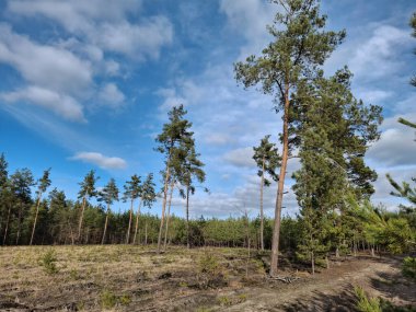 Beautiful coniferous trees and sky in beautiful forest. In beautiful spring wood