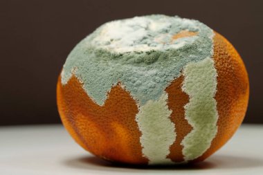 Rotten tangerine covered with mold. Covered with mold, fungus. Overripe and rotten mandarin. Process of spoiling the fruit. Rotting citrus fruit, close-up shot photo on brown background
