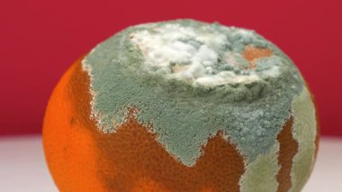 Çürük narenciye, çürük mandalina kırmızı arka planda dönüyor. Küfle kaplanmış Çince