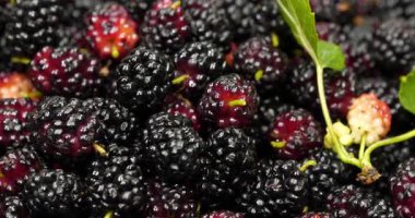 Dut çileği. Meyveleri birçok yararlı özelliği olan dut ağacı. Moraceae familyasındaki çiçek açan bitkiler cinsi olan Morus, genellikle dut olarak bilinen 19 ağaç türünden oluşur.