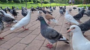 Güvercinler ve insanlar şehir parkında kaldırım boyunca yürüyorlar.