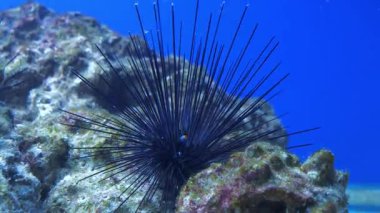 Deniz kestanesi uzun iğnelerle su altı taşına oturur.