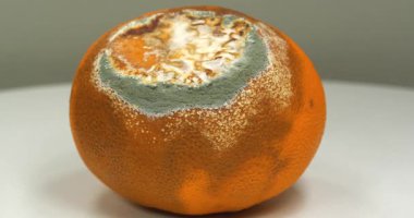 Çürük mandalina. Mandalina küfle kaplı. Çürük narenciye.