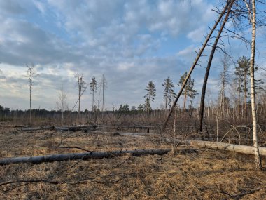 Güzel bahar ormanlarında devrilmiş ağaçlar ve kara bulutlar.