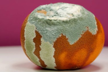 Olgunlaşmamış ve çürük mandalina. Küfle kaplanmış çürük mandalina. Küf ve mantarla kaplı. Meyveyi bozma süreci. Çürüyen turunçgil meyvesi, yakın plan pembe arka plan fotoğrafı.