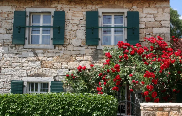 Fasada Domu Labinci Chorwacja Czerwone Róże Rosnące Wokół Drzwi Wejściowych — Zdjęcie stockowe