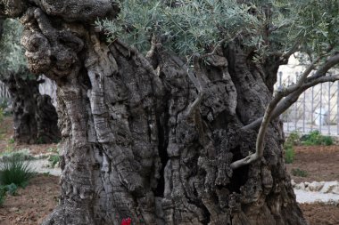 İsrail, Gethsemane Kudüs 'ün ünlü bahçesinde zeytin ağaçları