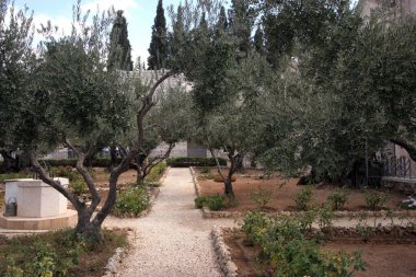 İsrail, Gethsemane Kudüs 'ün ünlü bahçesinde zeytin ağaçları