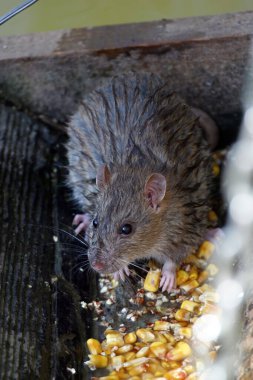 Kahverengi sıçan, ortak kahverengi sıçan, Norveç sıçanı (Rattus norvegicus forma domestica), Hırvatistan 'ın Zagreb Hayvanat Bahçesi' nde mısırla besleniyor