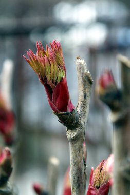 Paeonia x suffruticosa. şakayık dalı, dallarda taze yapraklar, ilkbaharın başlarında Hırvatistan 'ın Zagreb kentindeki bir bahçede şakayık çalısı