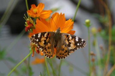Çiçekten nektar yudumlayan bir kelebek