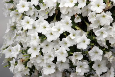 Belçika, Lier 'de bir köprüde çiçek kutularında beyaz çiçekler