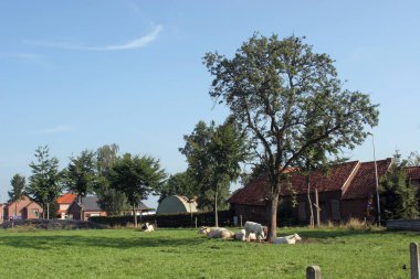 İnekler, Gruitrode, Meeuwen-Gruitrode, Limburg, Belçika 'daki bir çiftlikte ağaçların altında gölge arıyorlar.