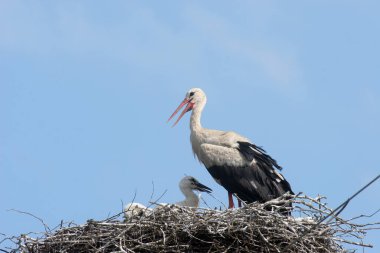 Beyaz leylek (Ciconia ciconia) yuvasının kenarında, içinde birkaç genç kuşla birlikte açık mavi gökyüzüne karşı duruyordu.