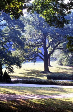 Foggy morning in the park clipart