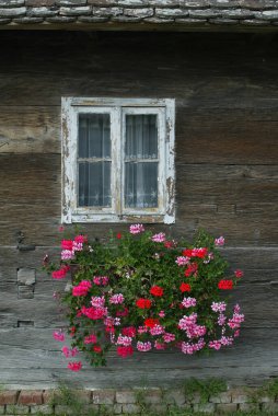 Hırvatistan 'ın Kutina kentinde eski bir ahşap evin çiçekli penceresi