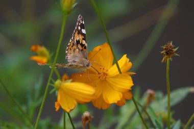 Çiçekten nektar yudumlayan bir kelebek