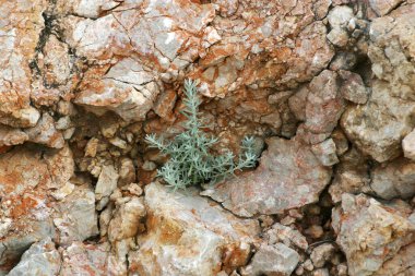 Plant growing through a stone, island of Pag, Croatia clipart