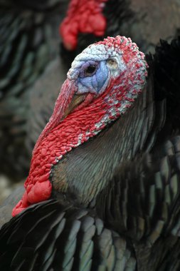 Hırvatistan 'ın Pokupsko kentinde bir çiftlikte yaşayan Meleagris Dörtnala hindinin kafasından vuruldu