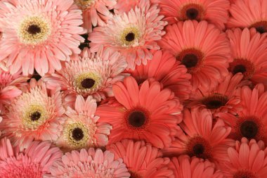 Gerberas, Hırvatistan 'ın Zagreb kentindeki Çiçek pazarında