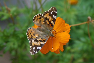 Çiçekten nektar yudumlayan bir kelebek