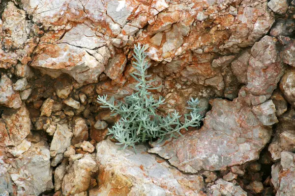 Hırvatistan 'ın Pag adasındaki bir taşın içinden büyüyen bitki