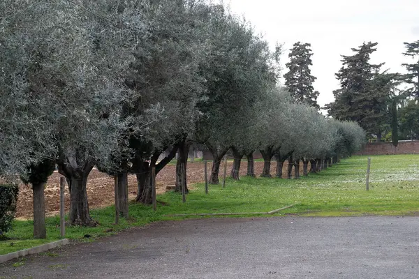 İtalya, Roma 'daki Appian Way Parkı' nda zeytin koruluğu bulunan resim manzarası