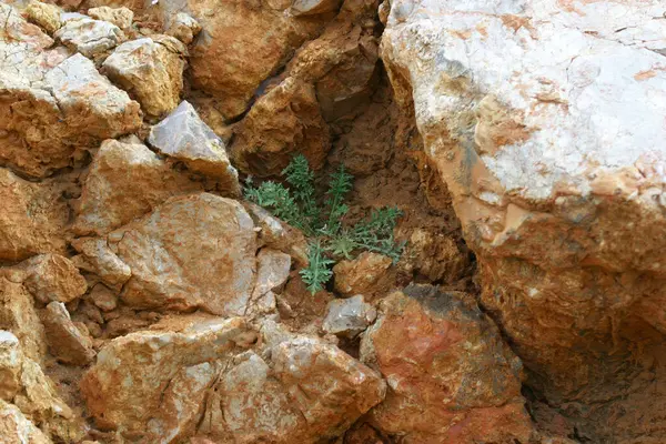 Hırvatistan 'ın Pag adasındaki bir taşın içinden büyüyen bitki