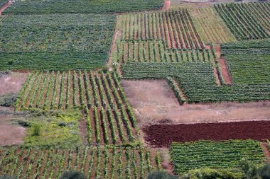 Hırvatistan 'ın Korcula adasındaki Cara köyünün üzüm bağları